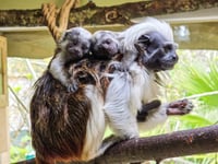Critically endangered palm-sized primates born at Newquay Zoo
