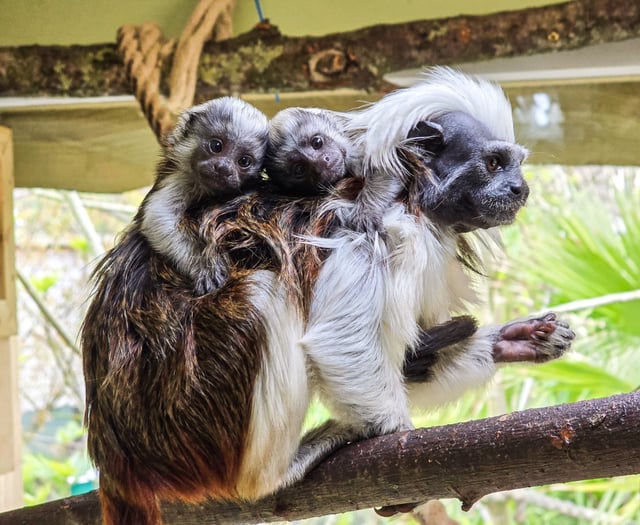 Critically endangered palm-sized primates born at Newquay Zoo