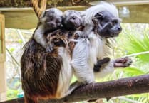 Critically endangered palm-sized primates born at Newquay Zoo