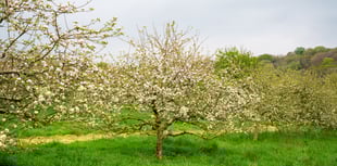 Cornish orchard is the first in UK to grow apples from discarded cores