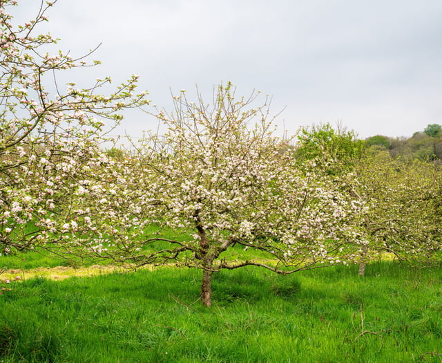 Cornish orchard is the first in UK to grow apples from discarded cores