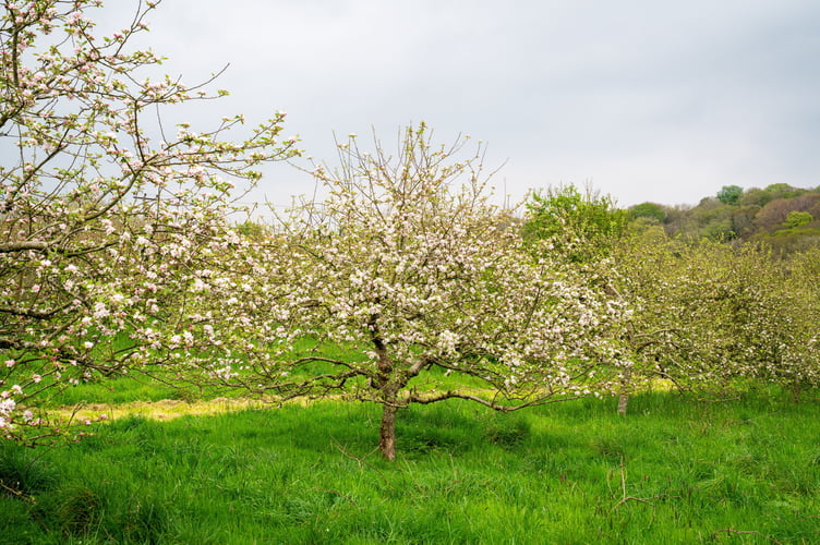 A near by orchard in bloom when The Wilding Mother Orchard will look in a many years time in Helford Cornwall.  Photo released May 2 2025. Pictures show Britain's first orchard with apples grown from discarded cores - often thrown onto roadsides and hedges. The Some Interesting Apples project collects apples from wild trees grown from chucked away cores - many from car windows, dropped from walkers and animals. The wild trees or 'wildlings' are trees which grow from apple cores discarded in hedges and along train tracks, footpaths and roadsides. Their fruit often goes uneaten or rots - but have now instead be used to create a unique orchard.
