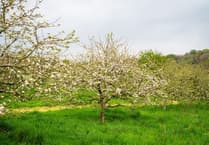 Cornish orchard is the first in UK to grow apples from discarded cores