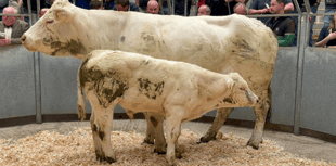 Truro Livestock Market Report: Wednesday, April 30