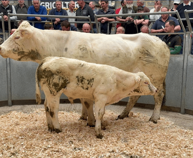 Truro Livestock Market Report: Wednesday, April 30