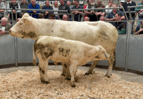 Truro Livestock Market Report: Wednesday, April 30