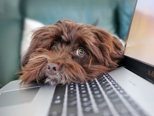 How to make moving house stress-free for pets and owners