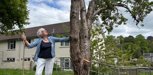 Council company admits error as neighbour saves tree