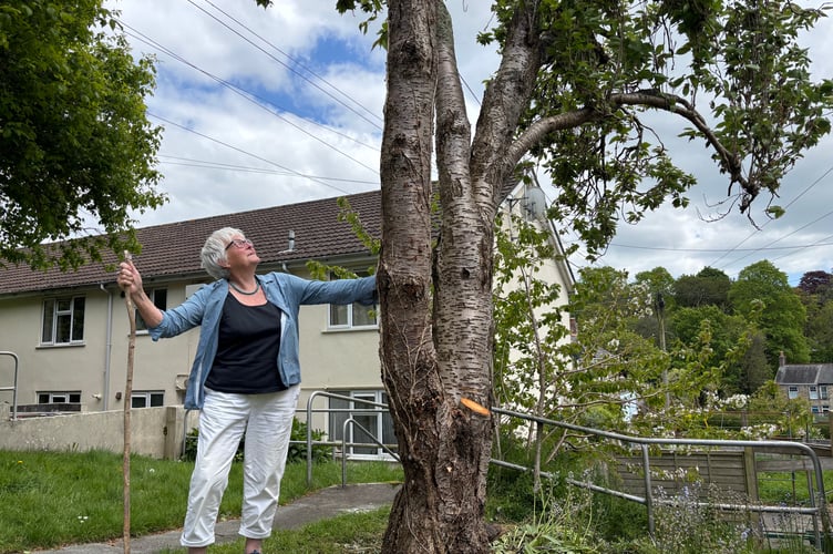 Jackie Dash and the cherry tree, which she saved from being incorrectly cut down (Lee Trewhela / LDRS)