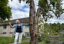 Council company admits error as neighbour saves tree