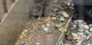 Residents' lives being made a misery by rat infestation