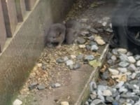 Residents' lives being made a misery by rat infestation
