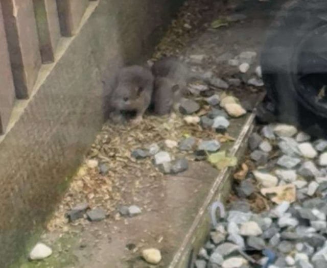 Residents' lives being made a misery by rat infestation