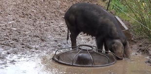 Pair ordered to pay fine and banned from keeping farm animals