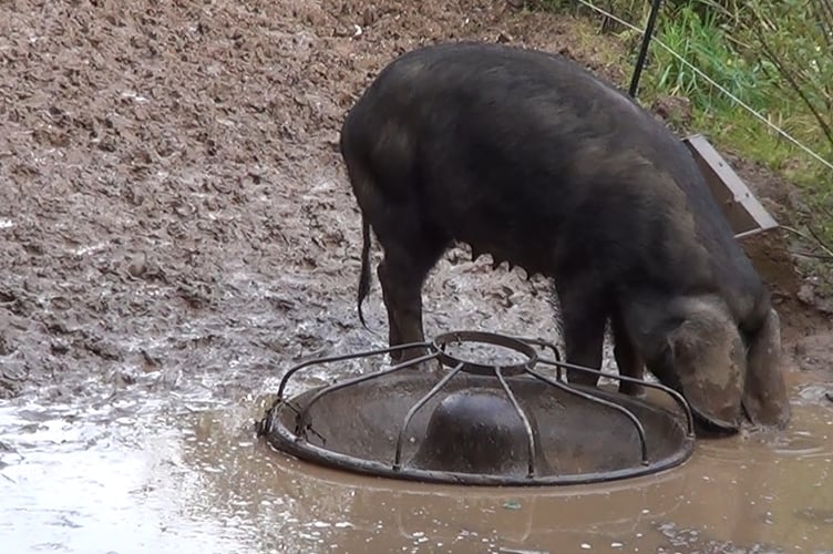 Pig at Little Chacewood Farm.