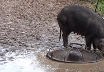Smallholders in Truro banned from keeping farm animals for five years