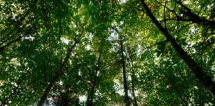 Police rescue man trapped by fallen tree in remote woodland