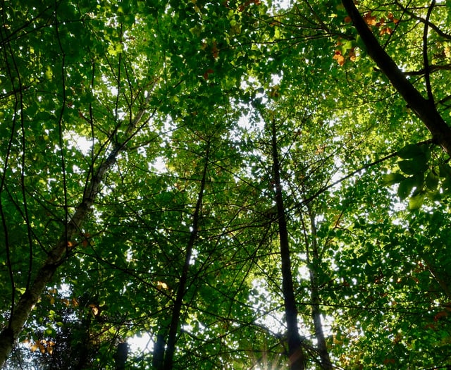 Police rescue man trapped by fallen tree in remote woodland