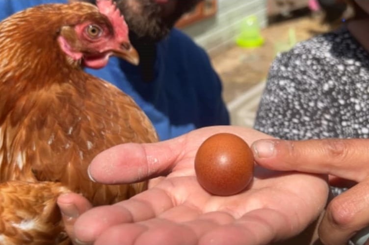 Julie the hen with the 'Malteser shaped' egg. A family has said they are "amazed" to have found a 'Malteser shaped' chicken egg in their garden flock of hens. Joshua Elkington from St Austell in Cornwall said the egg was believed to have been laid by one of his brown Bovans hens called Julie. He said the egg is small and compared it to the size of a "generous Malteser". When he and his mum spotted the rare egg they were left "confused" yet they found it "hilarious".