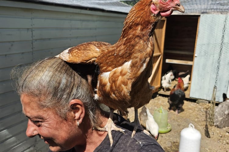 Joshua's mum with Julie - the hen believed to have laid the egg. A family has said they are "amazed" to have found a 'Malteser shaped' chicken egg in their garden flock of hens. Joshua Elkington from St Austell in Cornwall said the egg was believed to have been laid by one of his brown Bovans hens called Julie. He said the egg is small and compared it to the size of a "generous Malteser". When he and his mum spotted the rare egg they were left "confused" yet they found it "hilarious".