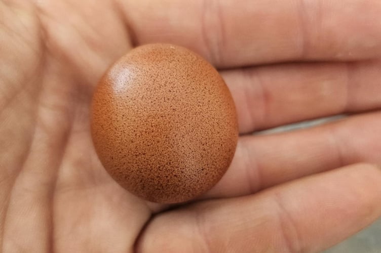 The 'Malteser shaped' egg. A family has said they are "amazed" to have found a 'Malteser shaped' chicken egg in their garden flock of hens. Joshua Elkington from St Austell in Cornwall said the egg was believed to have been laid by one of his brown Bovans hens called Julie. He said the egg is small and compared it to the size of a "generous Malteser". When he and his mum spotted the rare egg they were left "confused" yet they found it "hilarious".