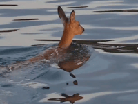 Watch as fisherman saves deer from the sea at Falmouth Bay