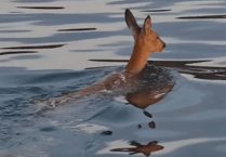 Watch as fisherman saves deer from the sea at Falmouth Bay
