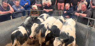 Truro Livestock Market Report: Wednesday, May 14