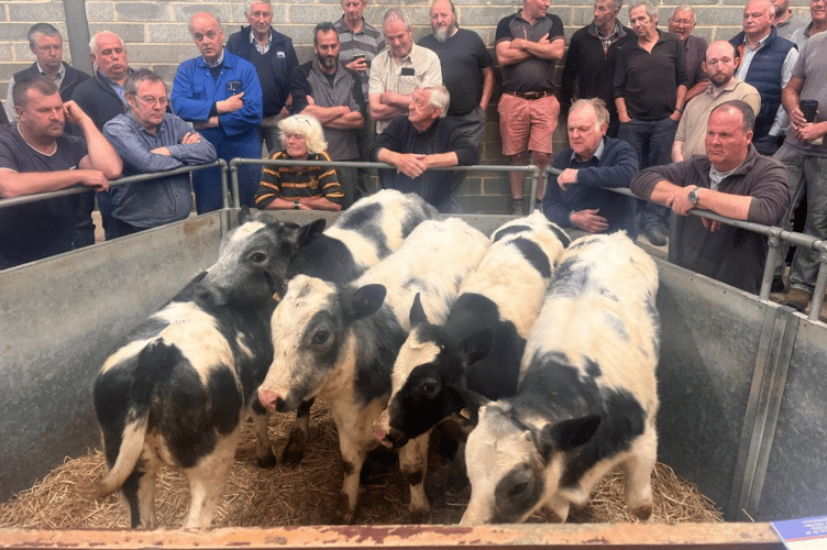 “A 12 week old British Blue x steer selling for a mighty £875 for
Messrs S J Dustow & Son from Ladock, who also sold a bunch of
four British Blue x heifers at the same age flying away to £815”.