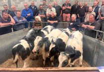 Truro Livestock Market Report: Wednesday, May 14