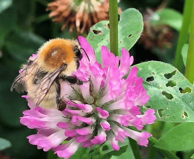 Cornwall residents urged to help save rare bumblebee