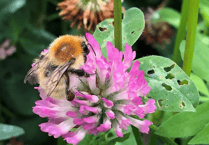 Cornwall residents urged to help save rare bumblebee
