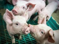 Farmers urged to respond following zinc oxide ban 