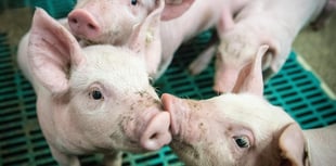 Farmers urged to respond following zinc oxide ban 