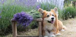 Fur the love of gardening – pet-friendly plants for Cornwall’s homes