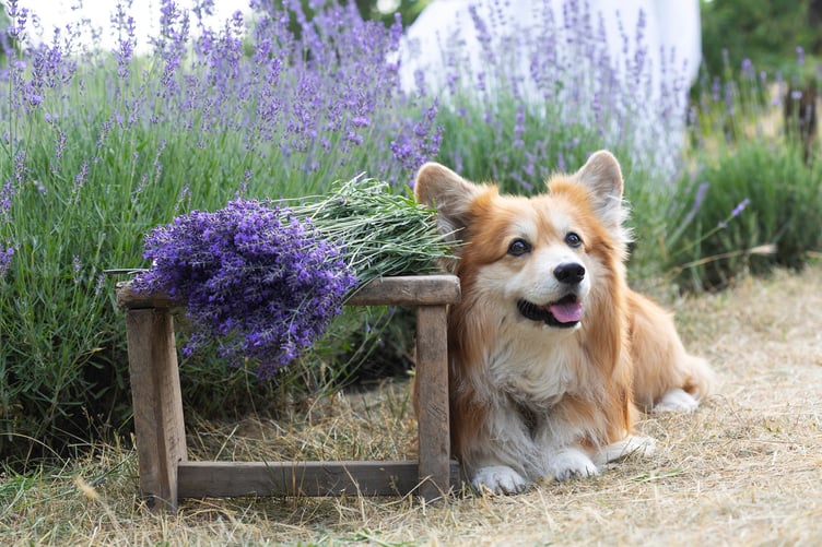 Pet friendly plant picks