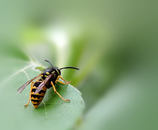 Kirstie Newton: A story with a sting in the tail