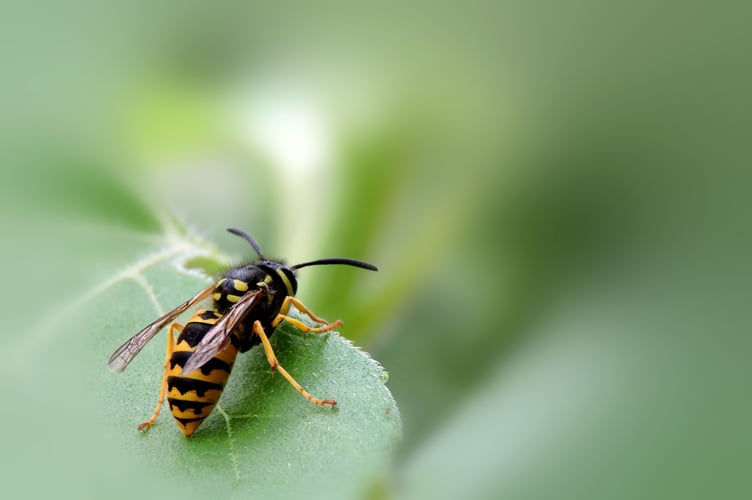 Wasp