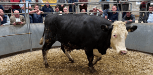 Truro Livestock Market Report: Wednesday, May 21