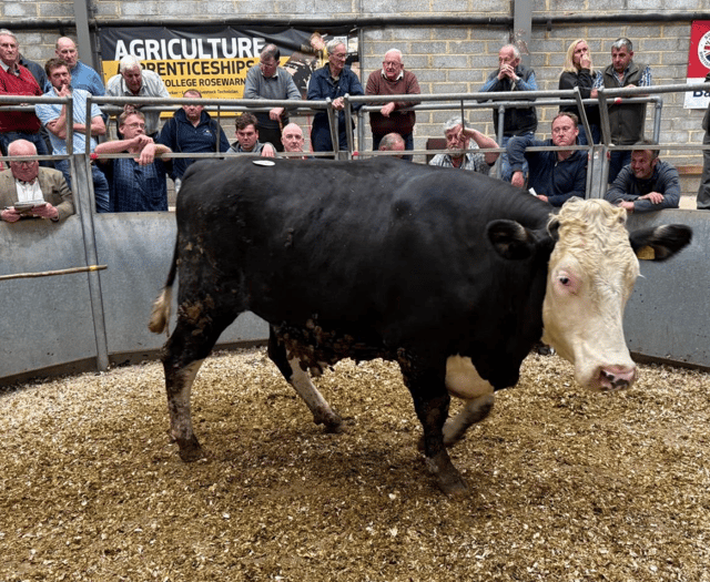 Truro Livestock Market Report: Wednesday, May 21