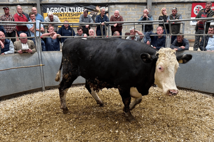 “Hereford x to £1920 for Mr W R Beard of Penzance.