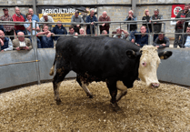Truro Livestock Market Report: Wednesday, May 21