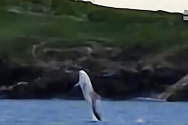 Family visited by rare dolphin after scattering ashes of loved one