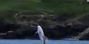 Family visited by rare dolphin after scattering ashes of loved one