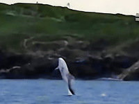 Family visited by rare dolphin after scattering ashes of loved one