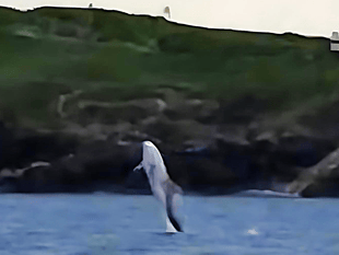 Family visited by rare dolphin after scattering ashes of loved one