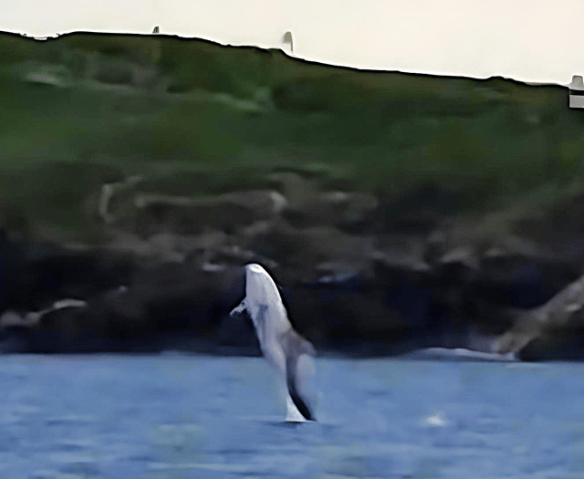 Family visited by rare dolphin after scattering ashes of loved one