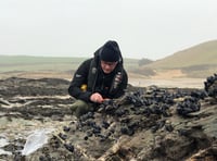 Cornish mussels used to test coastal water quality
