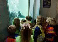 City kids witness baby lobster release