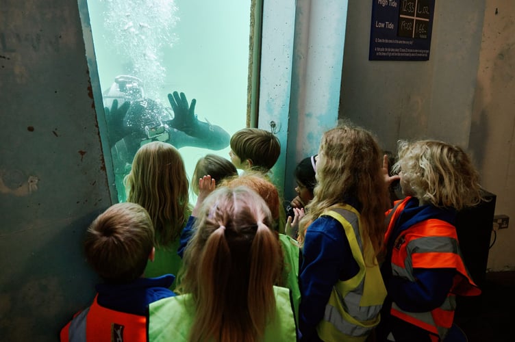 Bosvigo schoolchildren witness a baby lobster release at the National Maritime Museum Cornwall 